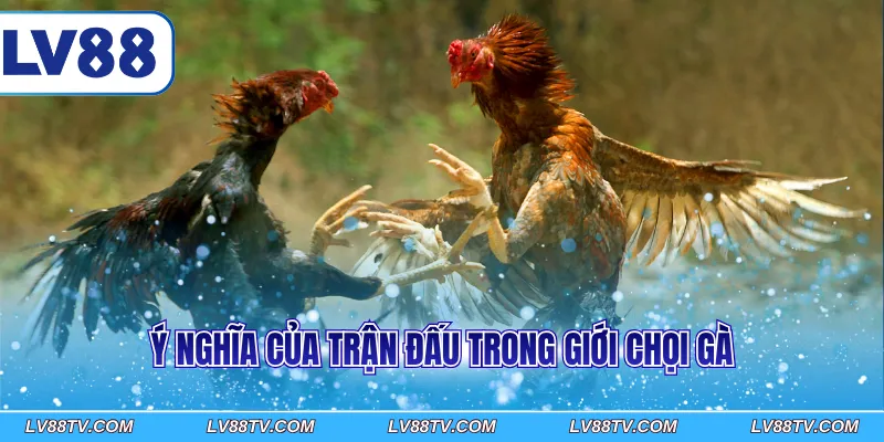 Ý nghĩa của trận đấu trong giới chọi gà